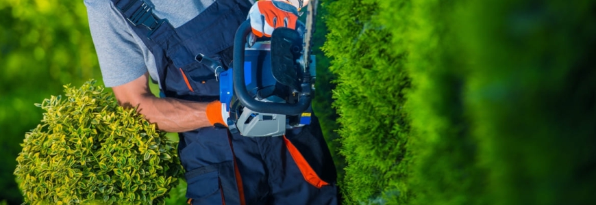  specialist in spatii verzi utilizand o drujba pentru &nbsp;toaletarea unui gard viu 